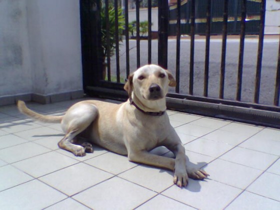 14993510013_c8fc0e8ef1_o