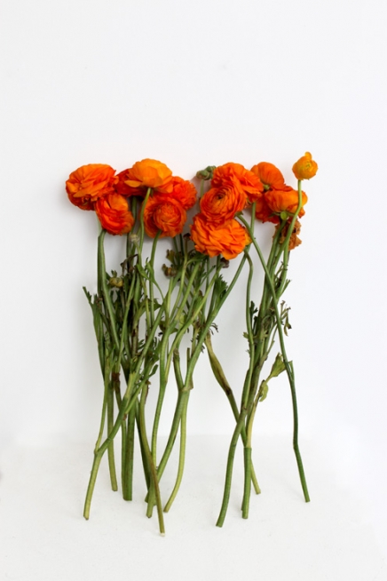 Kelly Lynn Jones flower study