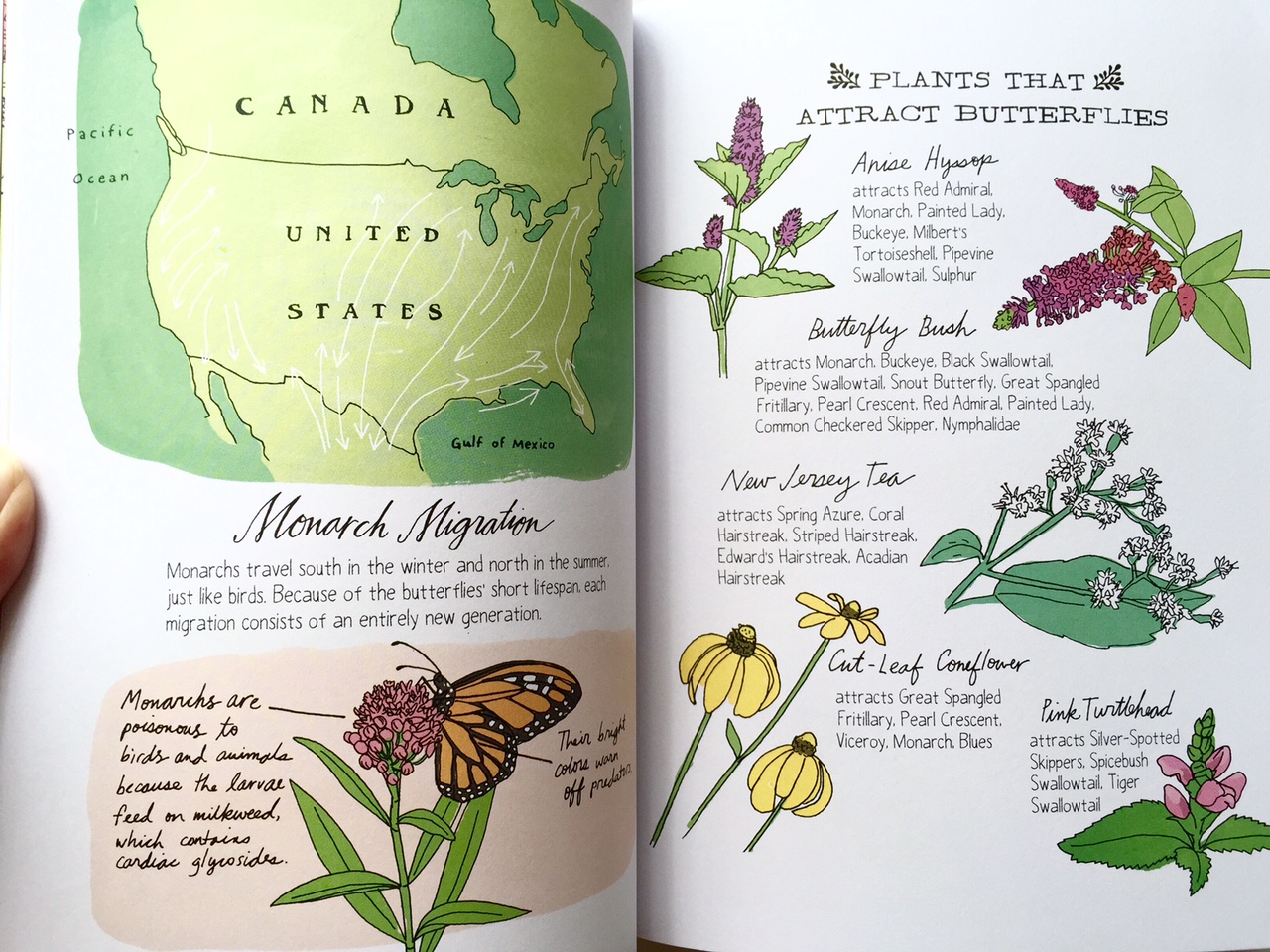 Nature Anatomy by Julia Rothman